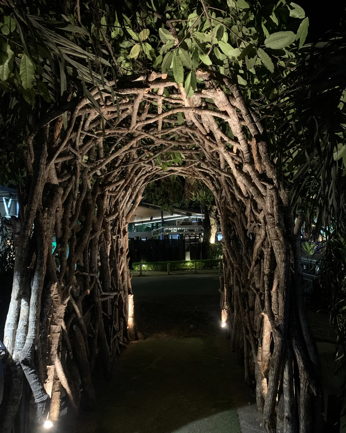 Túnel de ramas Symbiosis iluminado de noche en Tamarindo