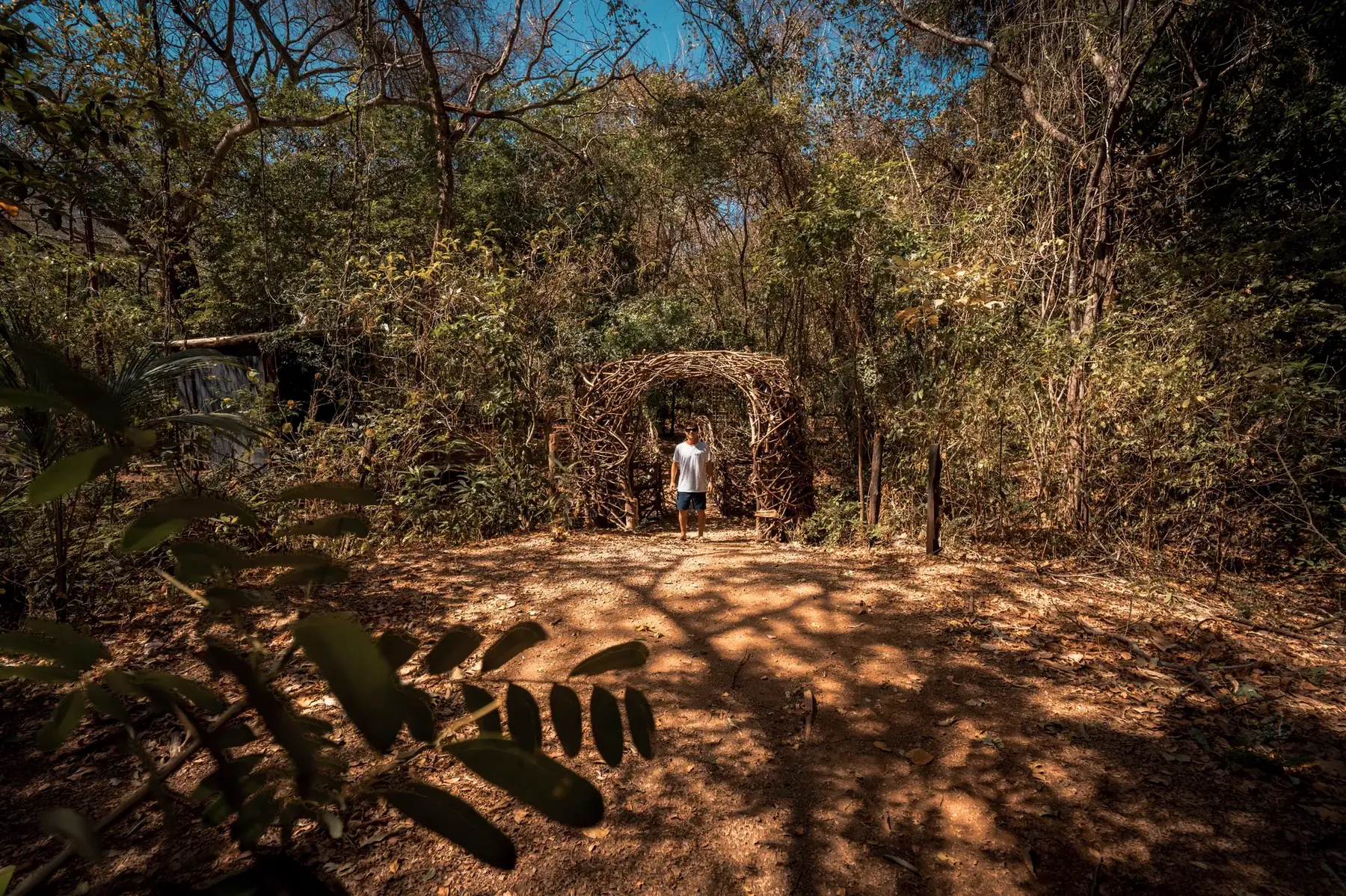 The Nest en un claro del bosque seco