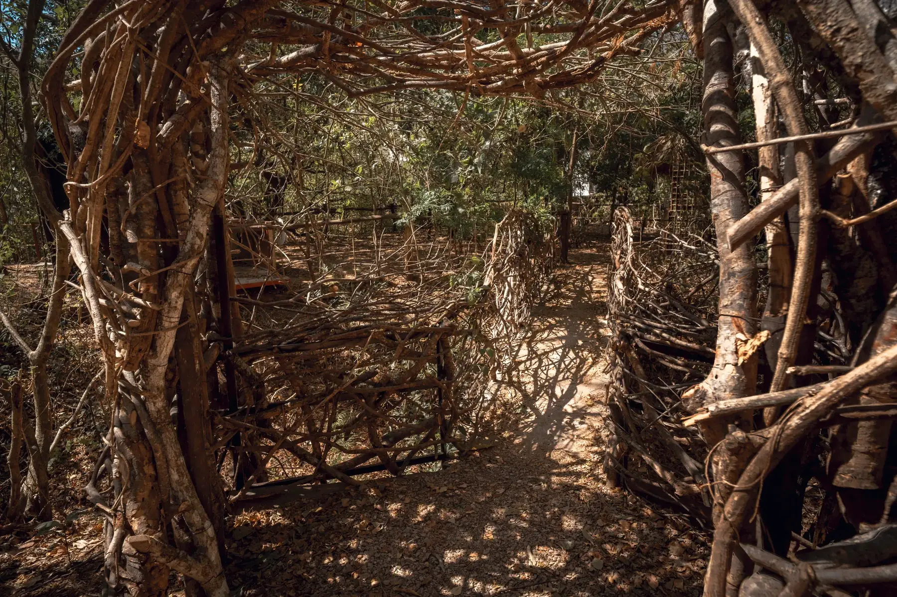 Túnel de ramas de The Nest bajo la luz del bosque