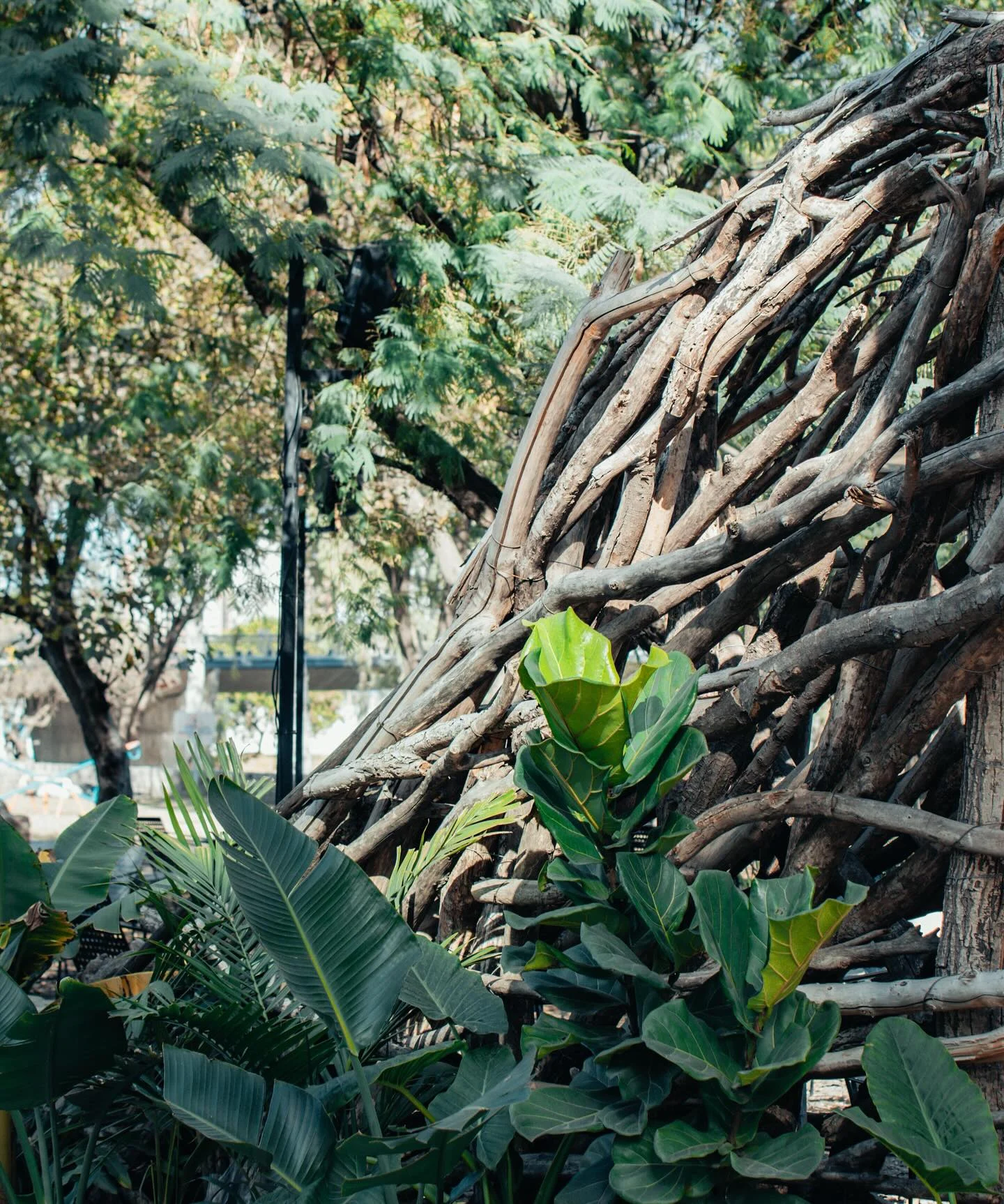 Estructura de ramas de Ribeca entre la vegetación, de día